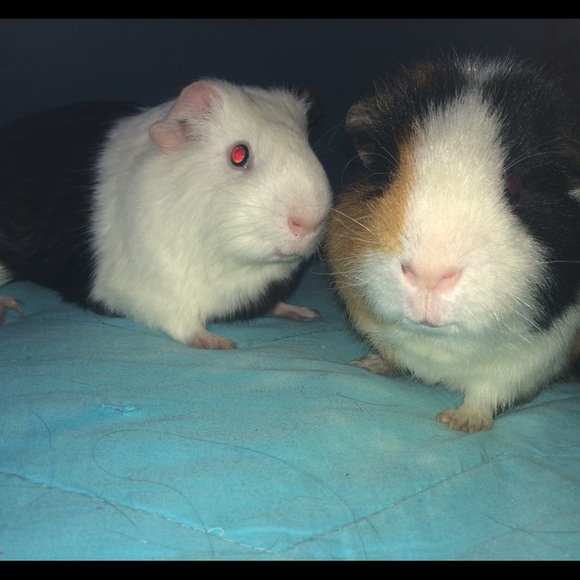 Meet your Posher, Katie - Picture 2 of 4