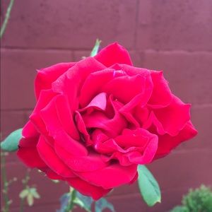 Meet your Posher, Mayra