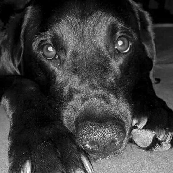 Meet your Posher, Darcey - Picture 5 of 8