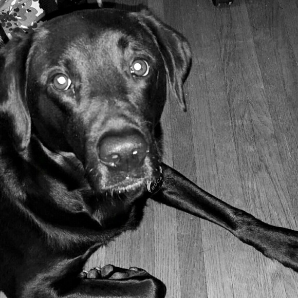 Meet your Posher, Darcey - Picture 6 of 8