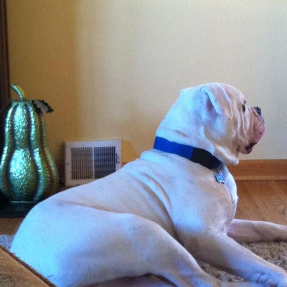 Meet your Posher, Chazbo - Picture 1 of 1