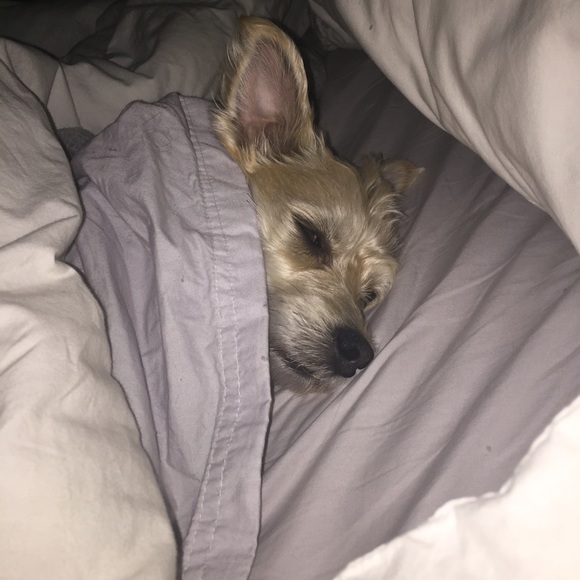 Meet your Posher, Sherry - Picture 1 of 1