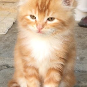 Meet your Posher, Susanne