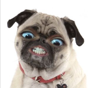 Meet your Posher, Shirley