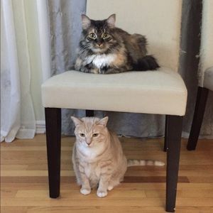 Meet your Posher, Sammy