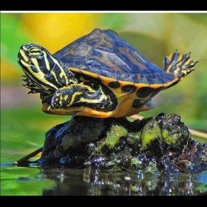 Meet your Posher, Pam