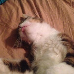 Meet your Posher, Tricia