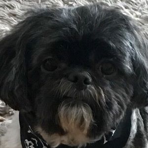 Meet your Posher, Dimitry