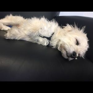 Meet your Posher, King