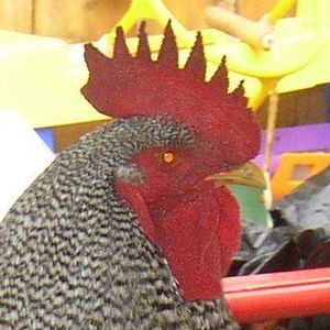 Meet your Posher, Omar