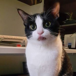 Meet your Posher, Shih