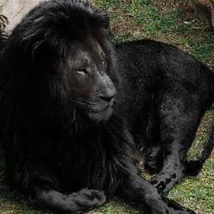 Meet your Posher, Melvin