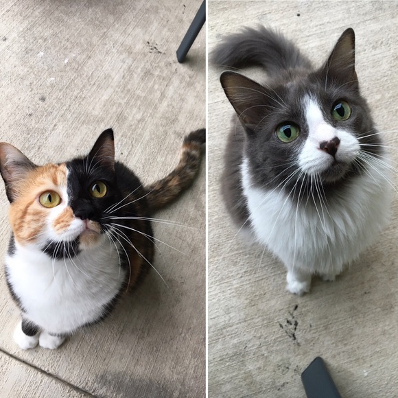 Hello 😺 - Picture 3 of 4