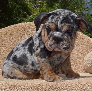 Meet your Posher, Victor