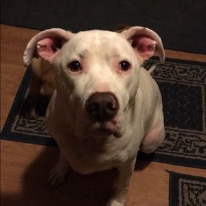 Meet your Posher, Shelby