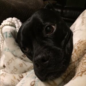 Meet your Posher, Shannon