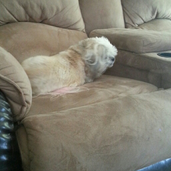 Meet your Posher, Lisa - Picture 1 of 1