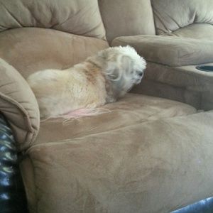 Meet your Posher, Lisa