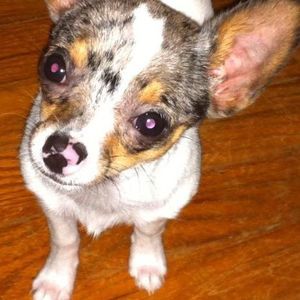 Meet your Posher, Pinkie