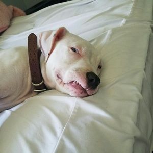 Meet your Posher, Arnold