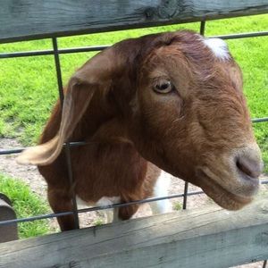 Meet your Posher, Wesley