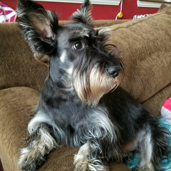 Meet your Posher, Jennifer - Picture 3 of 7