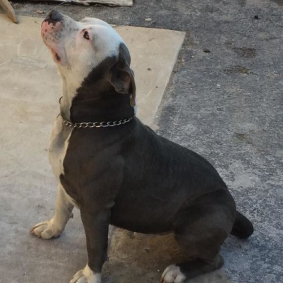 Meet your Posher, Alfredo - Picture 1 of 1