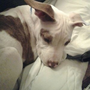 Meet your Posher, Lola