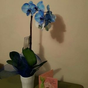 Meet your Posher, Gladys