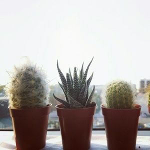 Meet your Posher, Thao