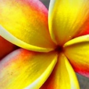 Meet your Posher, Britney