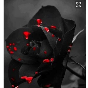 Meet your Posher, Jacqueline