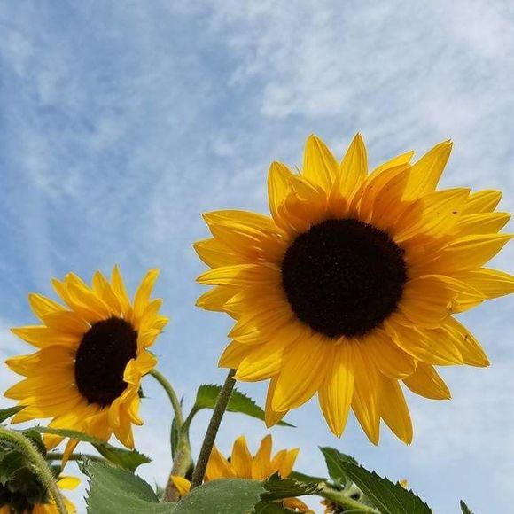 Meet your Posher, Julie - Picture 1 of 1