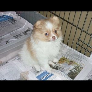 Meet your Posher, Dawn