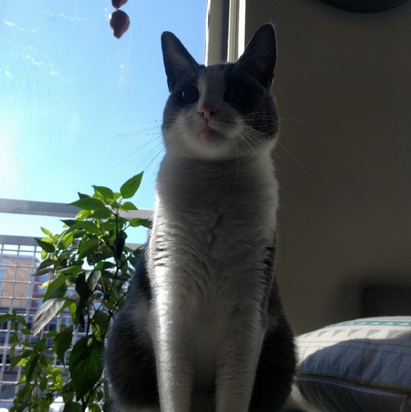 Meet your Posher, Annarose - Picture 2 of 2