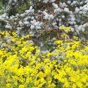 Meet your Posher, Desiree