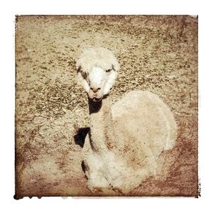 Meet your Posher, Yue