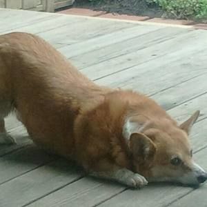 Meet your Posher, Ginger