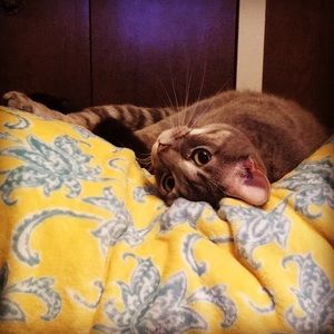 Meet your Posher, Chandra