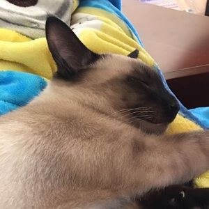 Meet your Posher, Mateasa