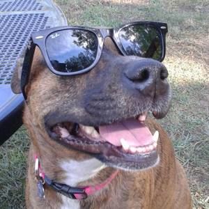 Meet your Posher, Casey