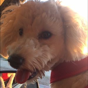 Meet your Posher, Ana