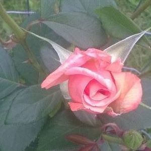 Meet your Posher, Sharon