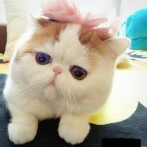 Meet your Posher, Si