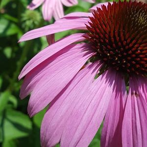 Meet your Posher, Isabella