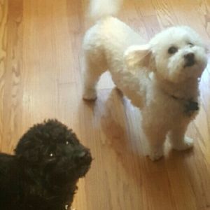 Meet your Posher, Christos