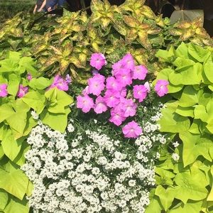 Meet your Posher, Nancy