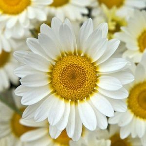 Meet your Posher, Raquel