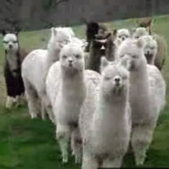 FOLLOW GAME #2🎈LOOKING 👀 FOR NEW FOLLOWERS! 🌺 - Picture 2 of 4