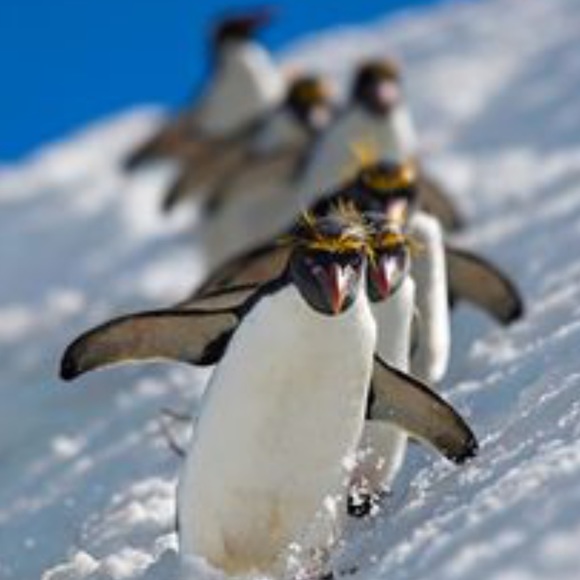 FOLLOW GAME #2🎈LOOKING 👀 FOR NEW FOLLOWERS! 🌺 - Picture 3 of 4